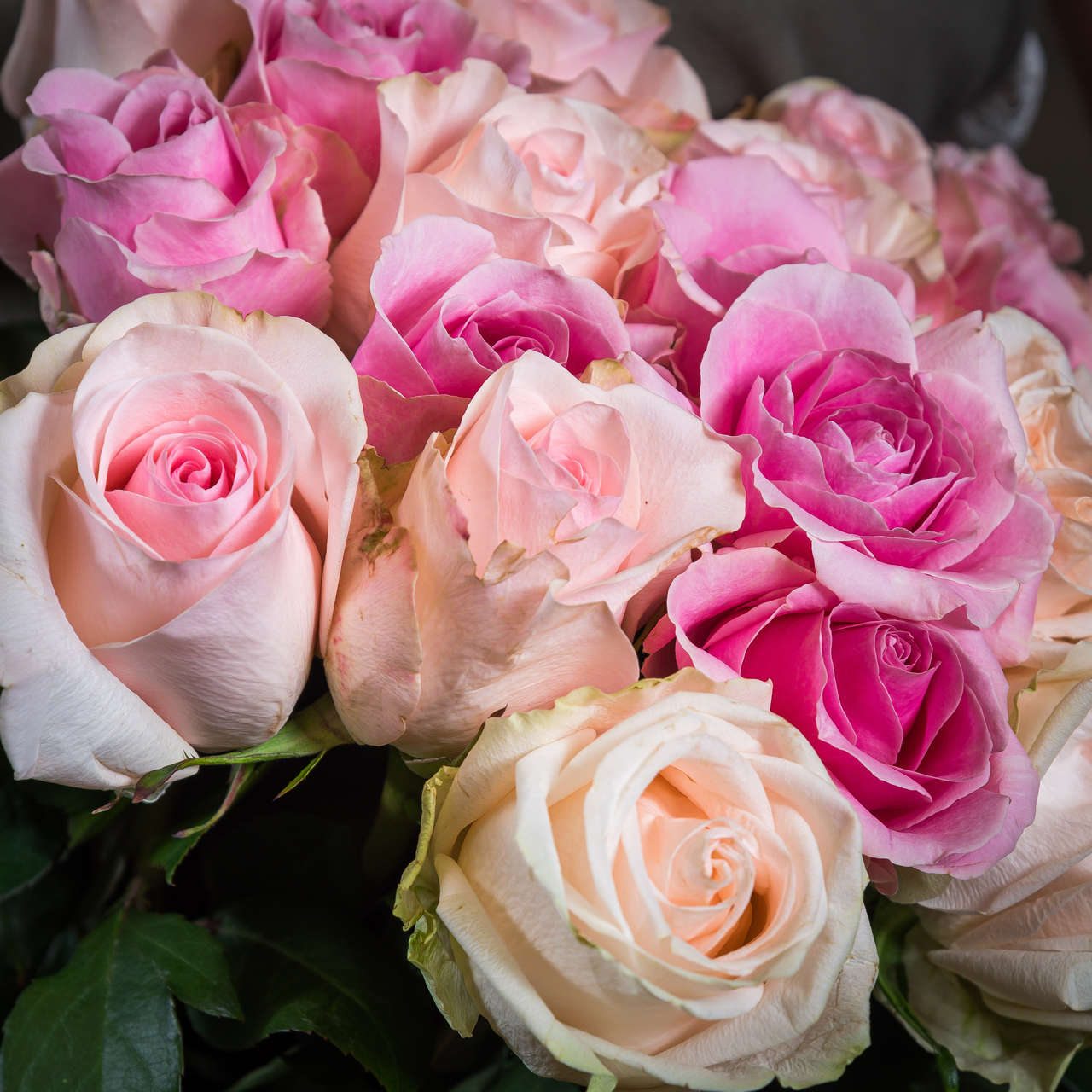Букет 25 нежно розовых роз 50-60 см.