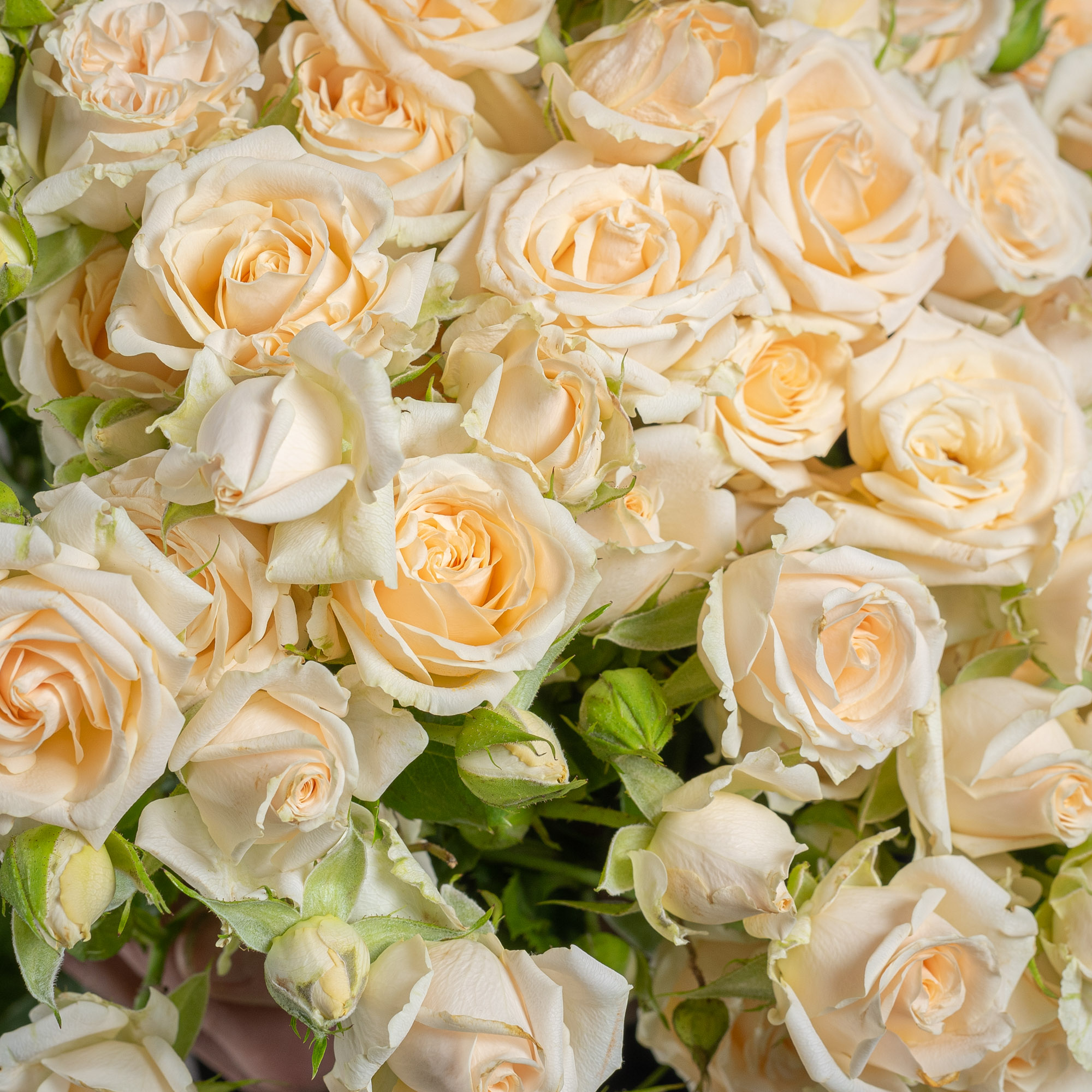 Букет 15  кремовых кустовых роз
