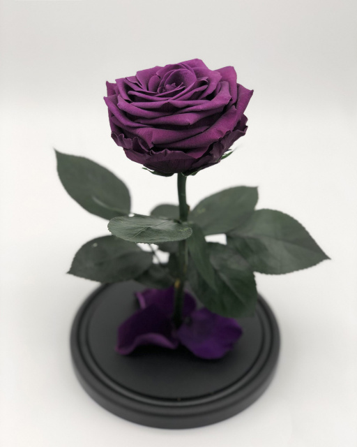 Роза в колбе Премиум ХИТ фиолетовая
