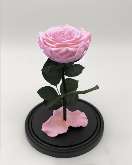 Роза в колбе Стандарт светло-розовая
