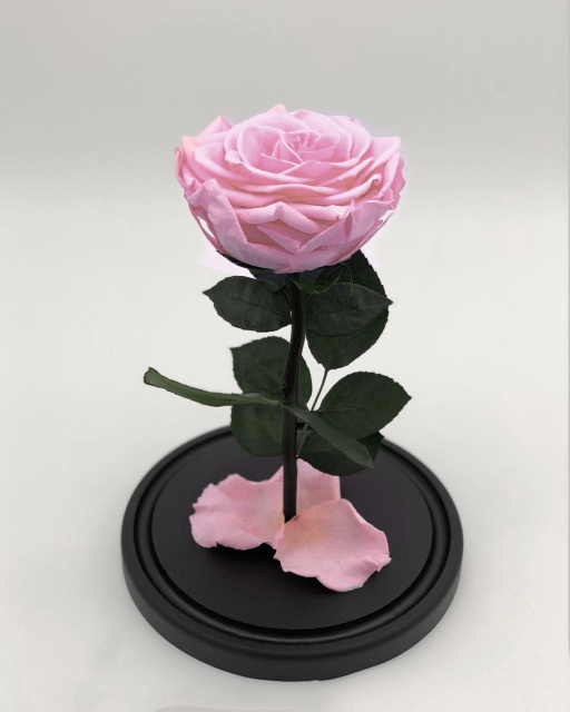 Роза в колбе Кинг сайз светло-розовая