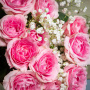 Букет из 11 розовых роз с гипсофилой