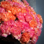 Букет из 35 коралловых гвоздик