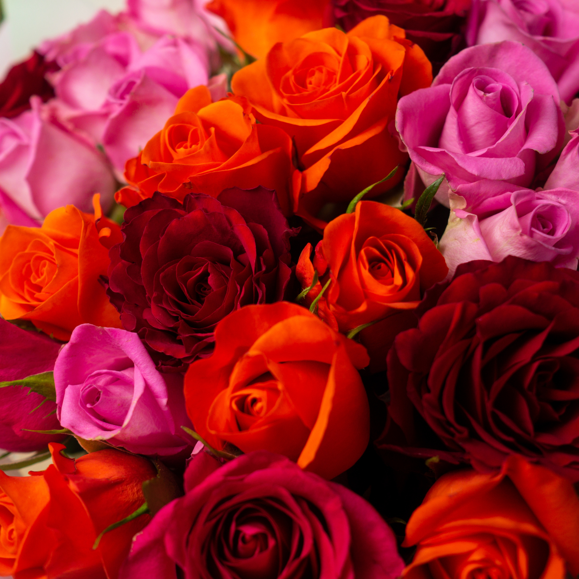 Букет из 35 розовых и красно-оранжевых роз