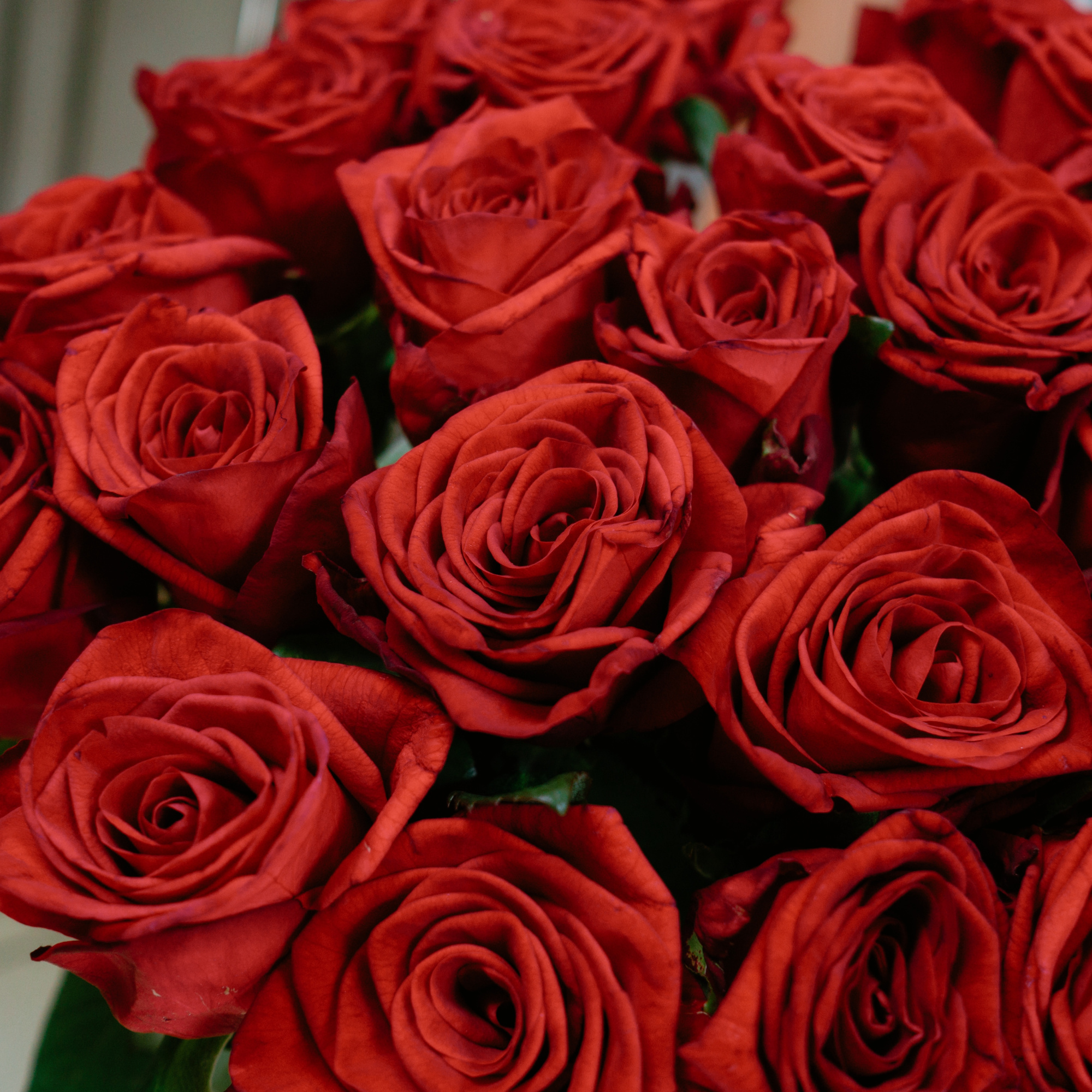 Букет из 25 красных роз 60-70 см.