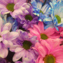 Букет из 5 разноцветных хризантем